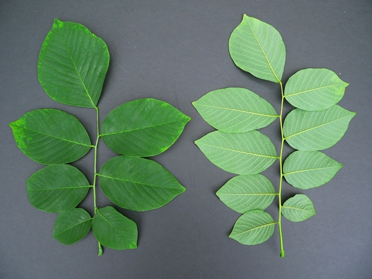 {Cladrastis kentukea}